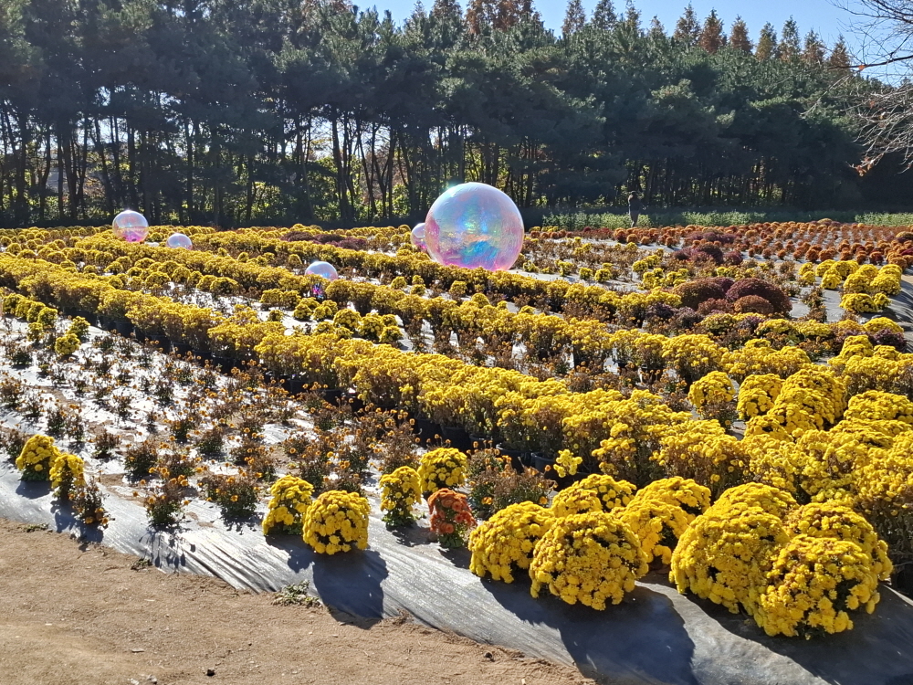 국화 축제에 심은 국화들